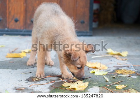 small Basque shepherd puppy dog ??sniffing the dried leaves in the ground
