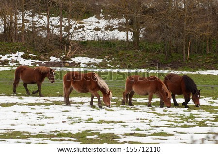 Horses in the fields covered by the snow