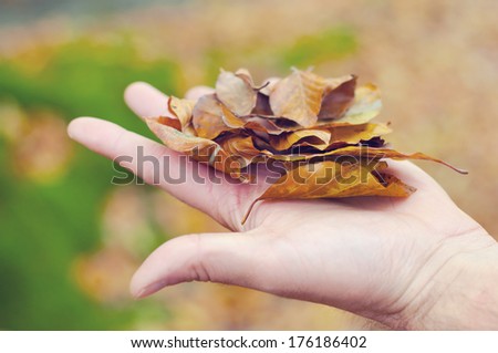Hand holding some dry leaves