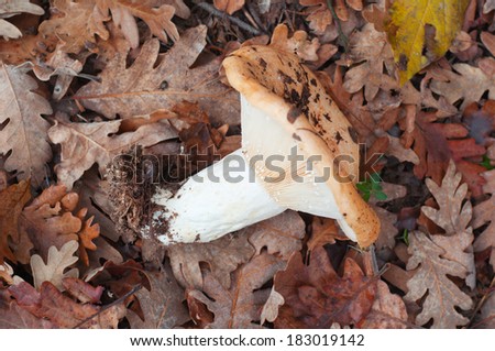 Mushroom on the ground, covered by dry leaves
