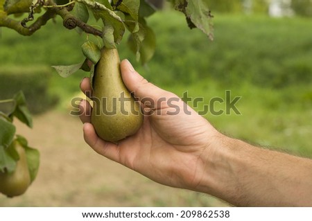 Farmers hand holding a pear in the tree