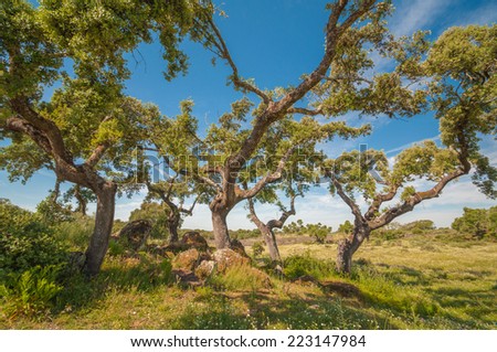 Pastures in Extremadura, Spain. Many oak trees and blue sky
