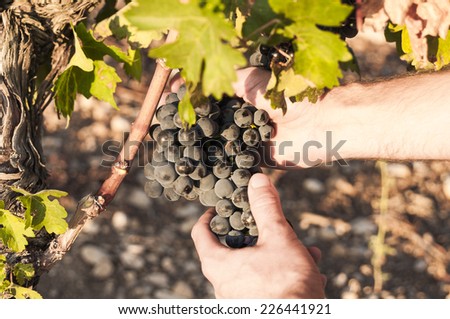 Hands holding a red grape bunch in the vineyard