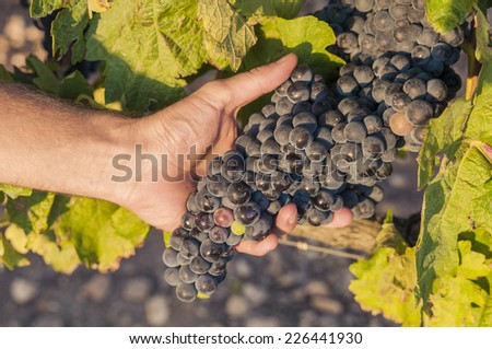 Hands holding a red grape bunch in the vineyard