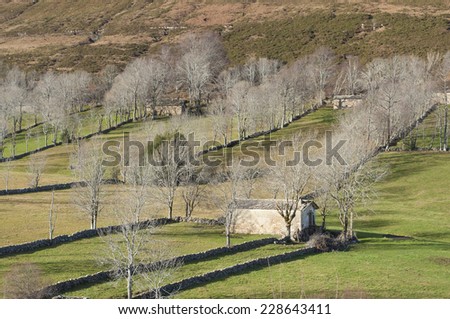 Pastures separated with stone walls and trees. Rural setting
