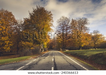 Rural road in the forest in autumn, fall colors and leaves everywere