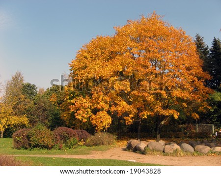 Autumn gold tree