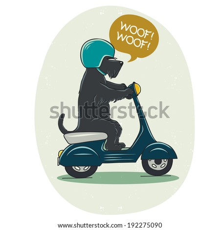 Funny illustration of a cute Scottish terrier riding old school blue scooter Hand drawn cartoon dog on a motorbike Funny illustration of a cute Scottish terrier riding old school blue scooter Hand drawn cartoon dog on a motorbike