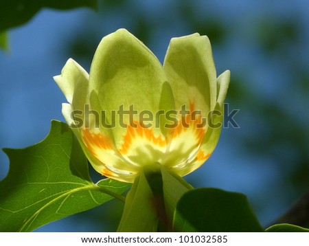 Cup of Fire, Tulip Poplar flower
