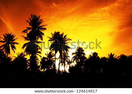 Palm tree and sunset. Show of beautiful light and body of palm tree.