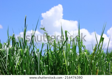 Grass and Clouds