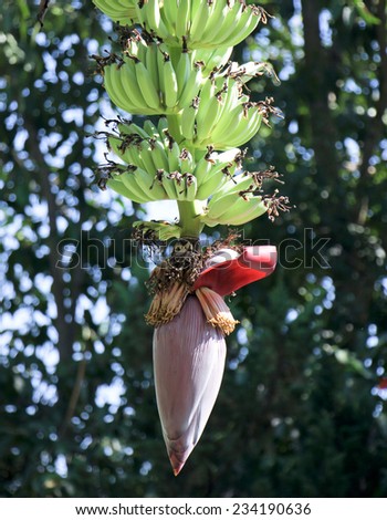 Red banana blossom see the small green bananas