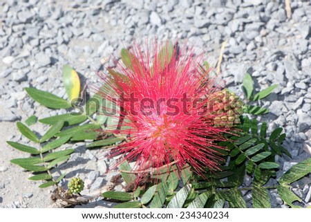 Pink Red Powder Puff, Red Head Powder Puff ,. Red Powder Puff or Calliandra haematocephala Hassk with mist in morning