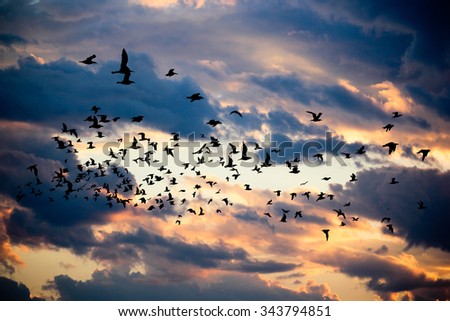 Clouds with birds on sunrise time