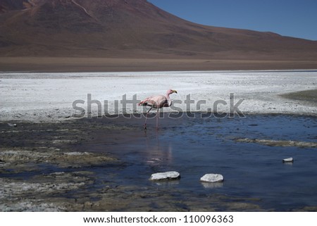 Mountains in desert with beautiful lagoon and flamingo in Salar de Uyuni, Bolivia, near border with Chile, south America.