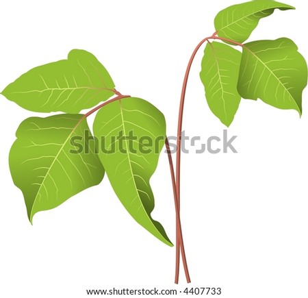 poison ivy plant. vector : Poison Ivy Plant