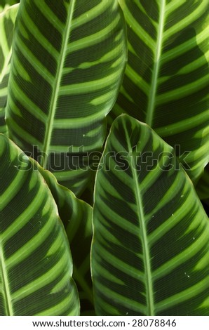 Fan-shaped leaves creating abstract shapes and colors.