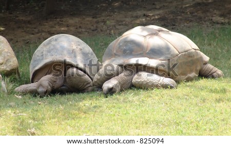 Two Giant Tortoises Relaxing