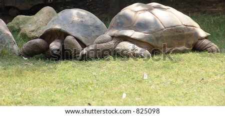 Two Giant Tortoises Relaxing