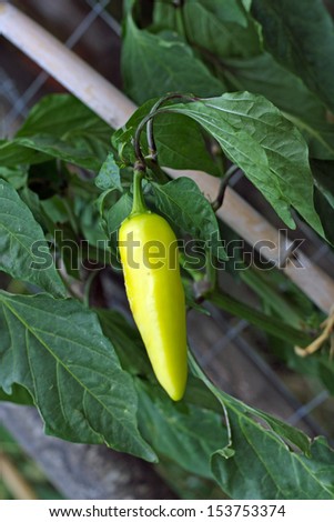 Plants  	Hungarian Yellow Hot Wax Pepper chili pepper with fruit