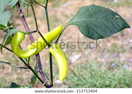 Plants  of Hungarian Yellow Hot Wax Pepper chili pepper with fruit
