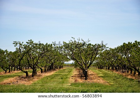 Field of fruit trees.