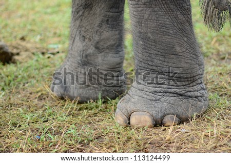 Elephant foot Thailand.