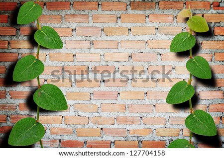 Brick wall and climbing plant background.