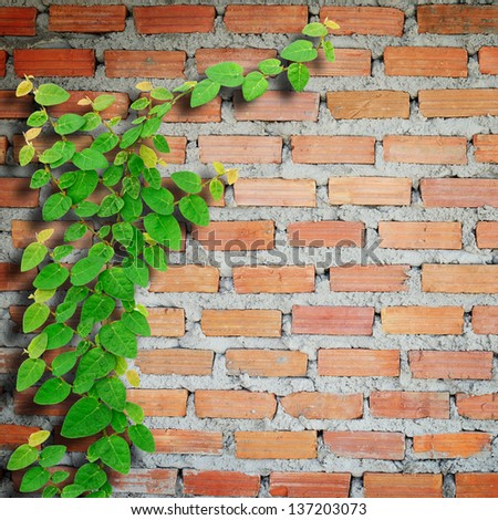 Climbing fix tree on brick wall.