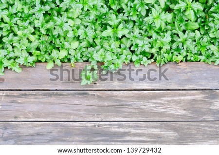 Green plant on wood floor in garden