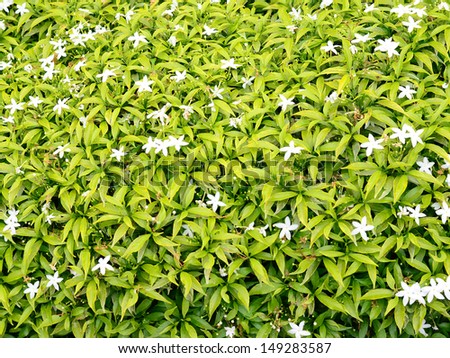 Pattern of green plant and flower decorated in garden