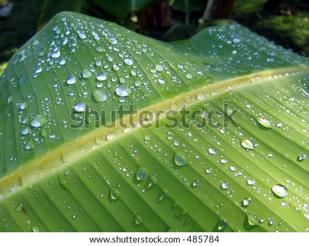 raindrops on a banana tree leaf