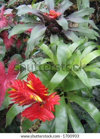 Red Bromeliad Vriesea Christiane - long lasting Tropical flower