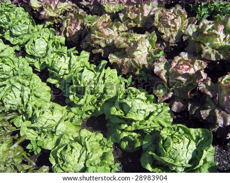 Field of Red Leaf and Green Leaf lettuce crops growing in rows on a farm