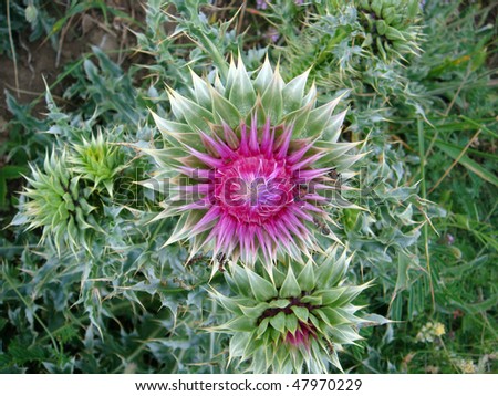 Purple Milk Thistle flower. Genus Silybum Adans. Common names include Blessed Thistle, Holy Thistle, Marian Thistle, St-Mary\'?s Thistle, and Variegated Thistle. Milk Thistle is a herbal remedy.