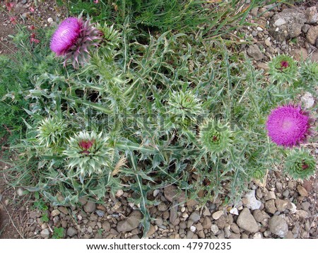 Milk Thistle plant with flowers. Genus Silybum Adans. Common names include Blessed Thistle, Holy Thistle, Marian Thistle, St-Mary\'s Thistle, and Variegated Thistle. Milk Thistle is a herbal remedy.