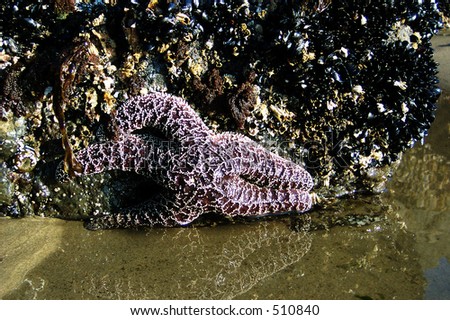 purple starfish in an Oregon tidepool