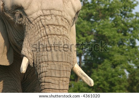 Elephant face