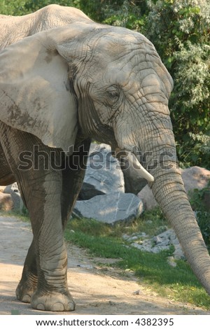 African elephant head and front legs