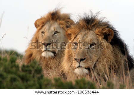 Brothers in arms. Two male lions.
