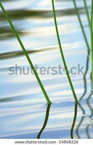 River grass