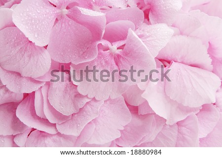 Pink hydrangea