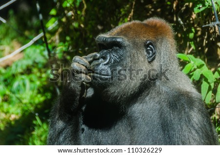 Gorilla picking its nose