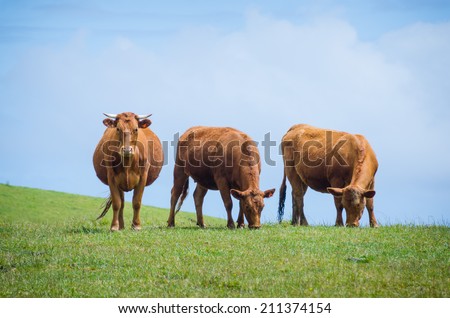 Three brown cows on a hill, two eat grass and one stares at viewer