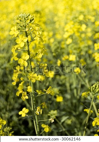 Yellow canola field. Spring photo.
