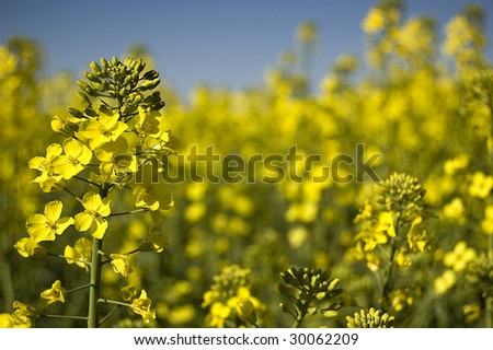 Yellow canola field. Spring photo.