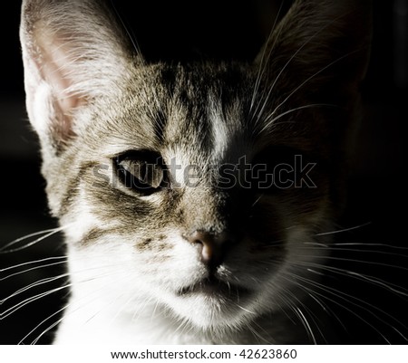 Portrait of little domestic cat with strong shadow