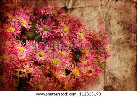 Old grunge vintage postcard with beautiful asters/Flower Card/Beautiful asters with buds