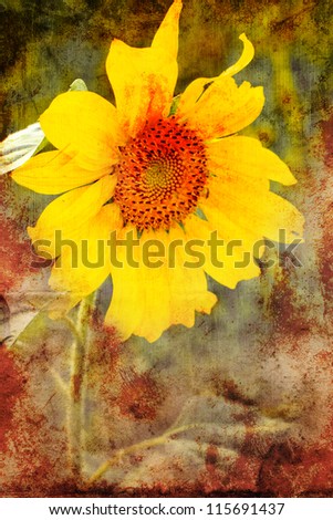 Old grunge vintage postcard with beautiful sunflower/Flower Card/