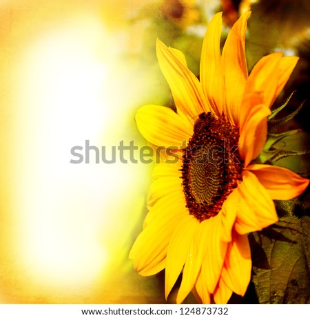 vintage postcard with beautiful sunflower/Flower Card/